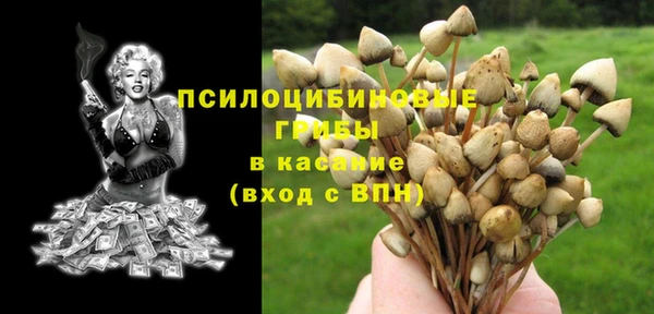 стаф Алзамай